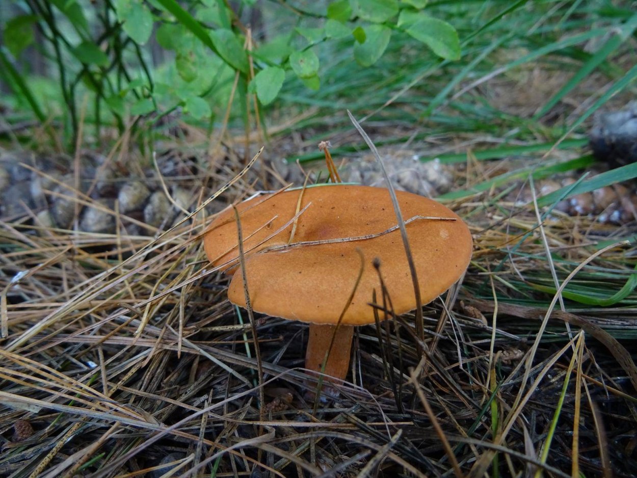 Млечник неедкий