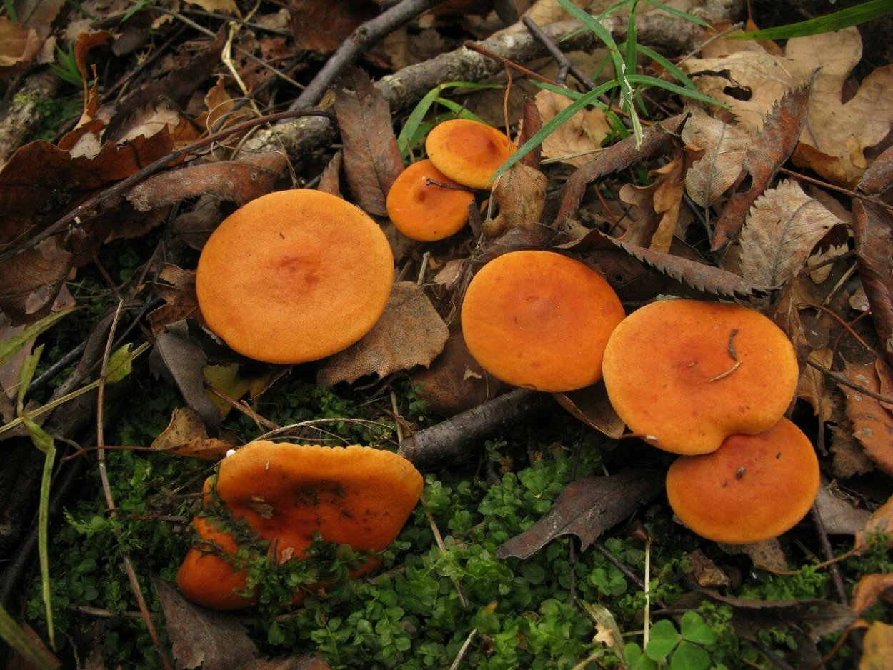 Млечник оранжевый