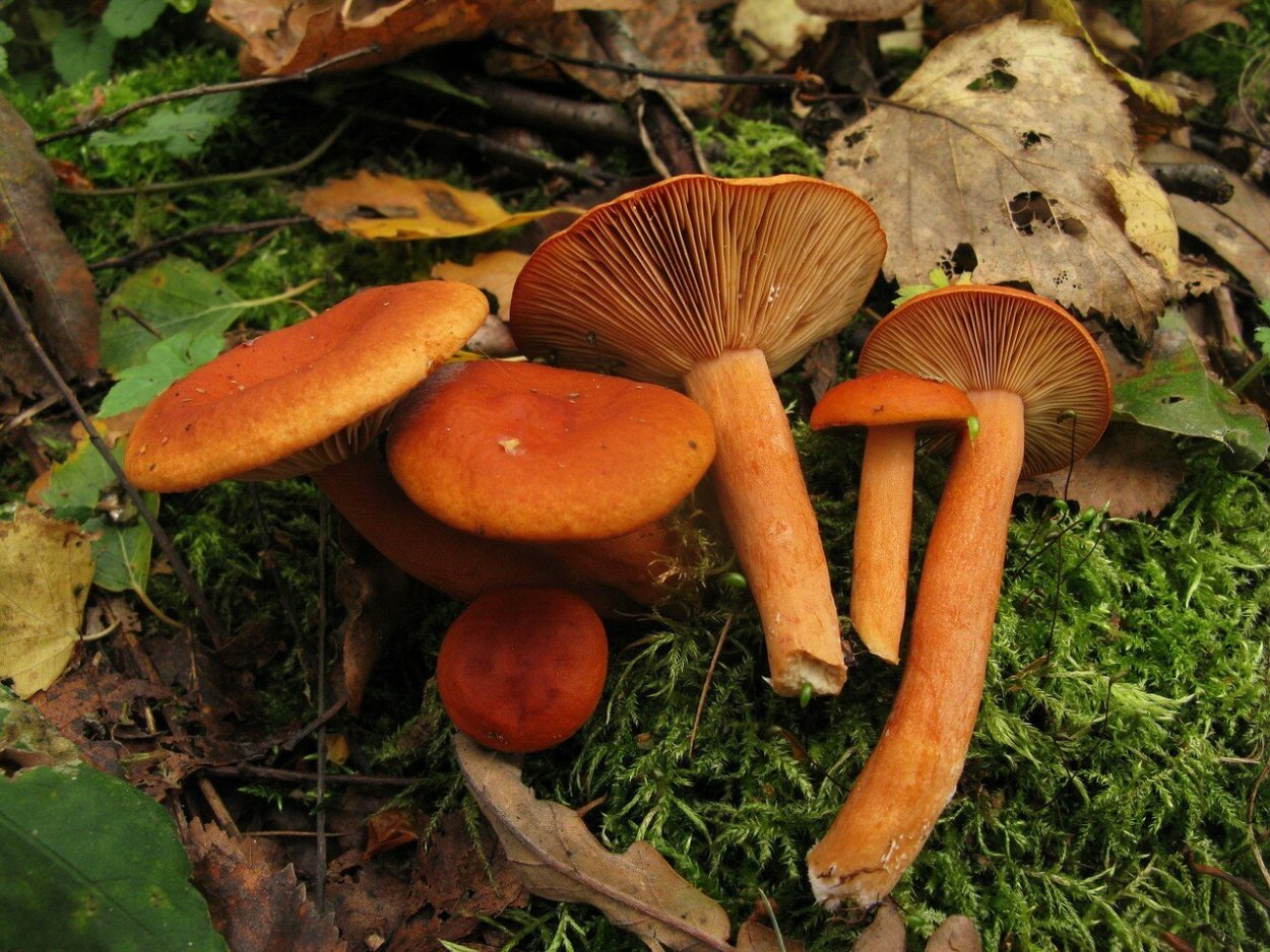 Млечник неедкий Lactarius aurantiacus