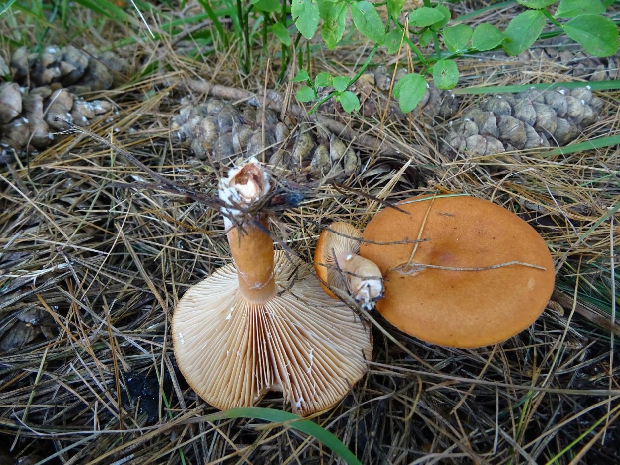 Млечник камфорный Lactarius camphoratus