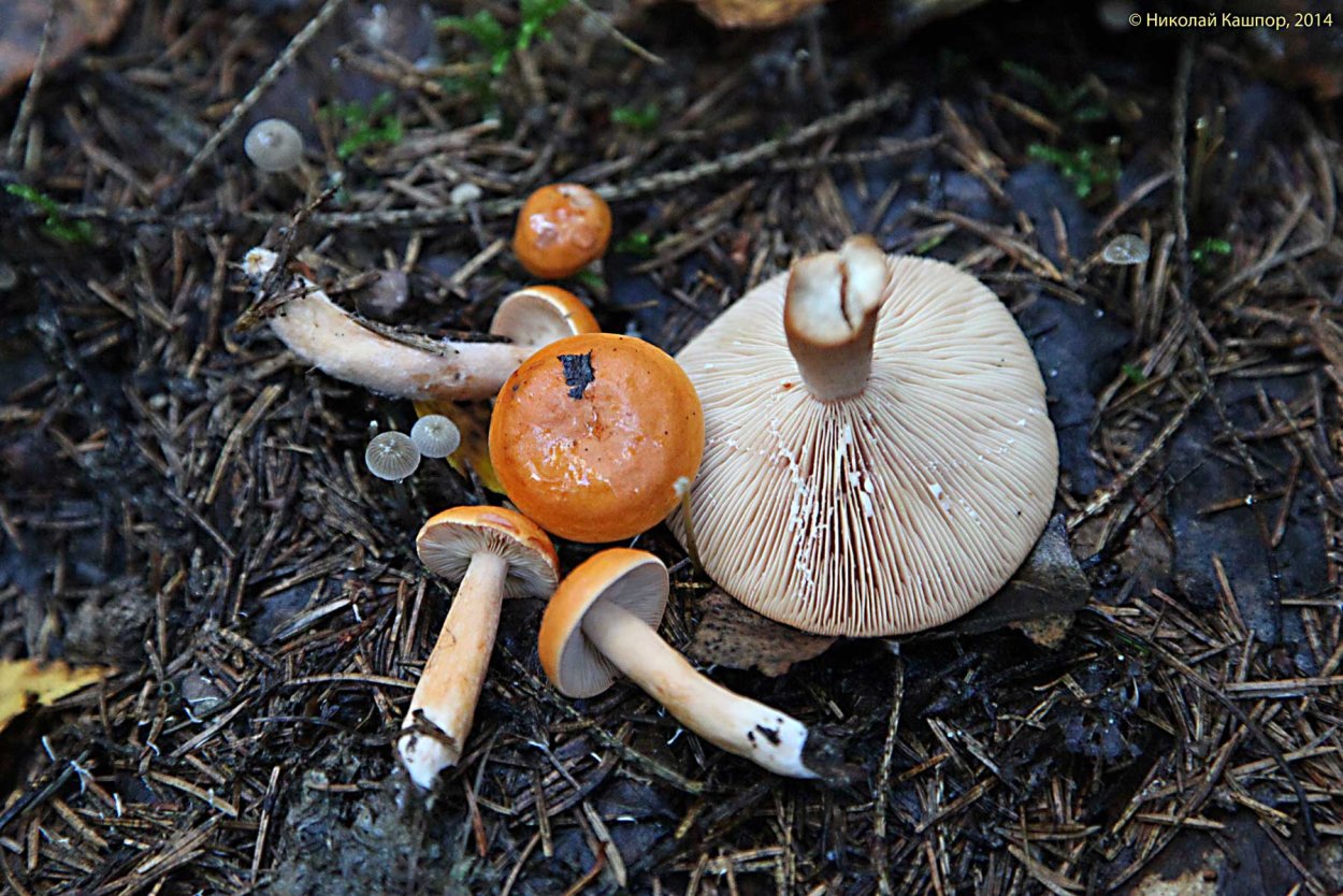 Lactarius aurantiacus