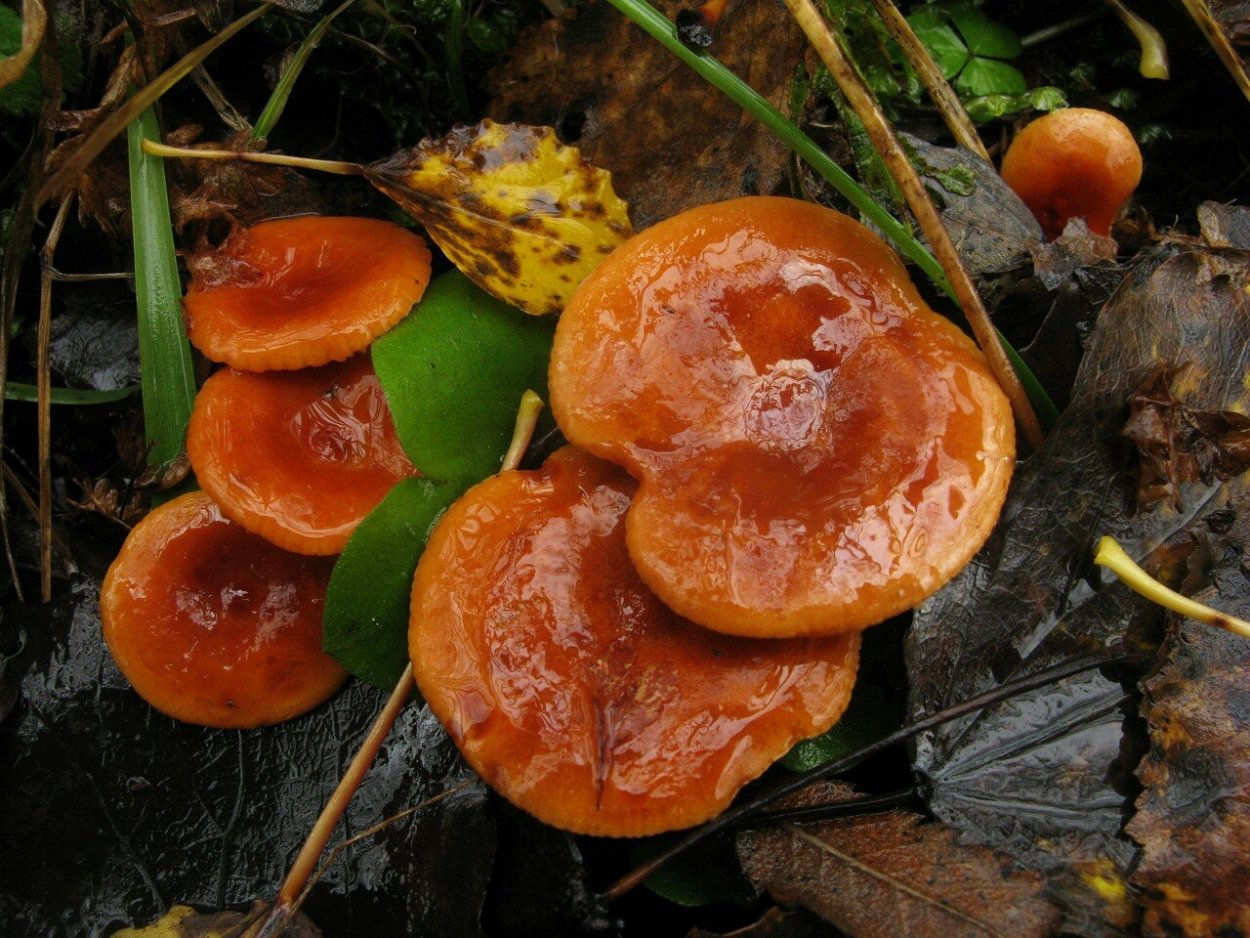 Рыжики грибы Царский гриб