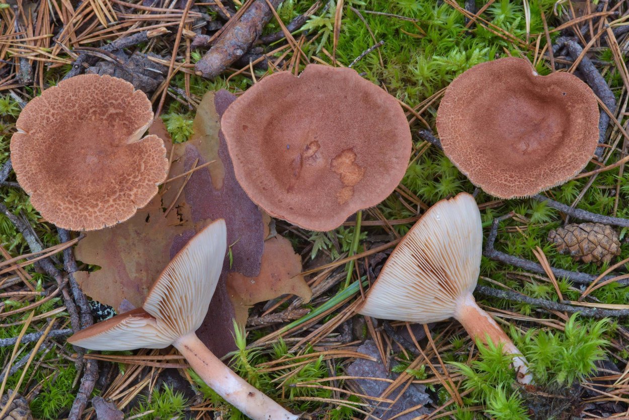 Млечник дубовый Lactarius Quietus