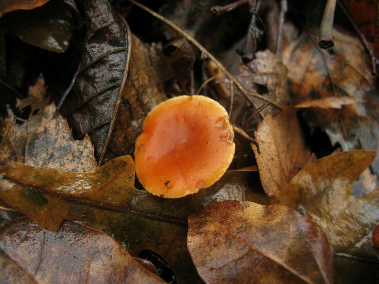 Млечник зонистый