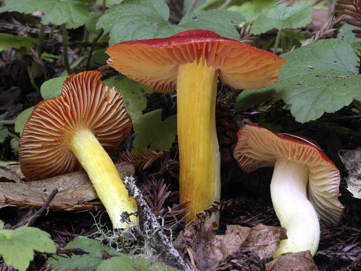 Рыжик гименофор