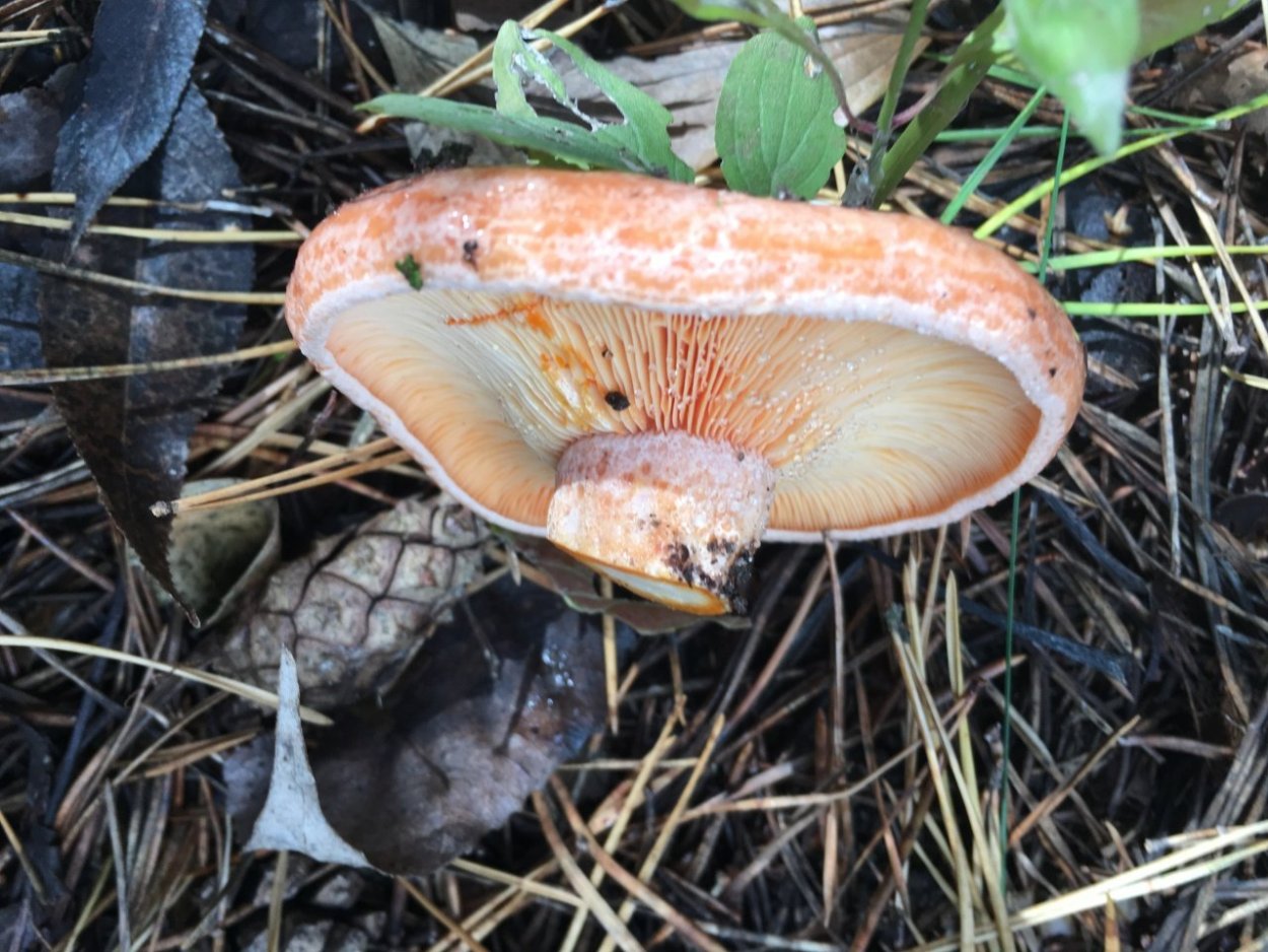 Оранжевая пецица (алеврия оранжевая