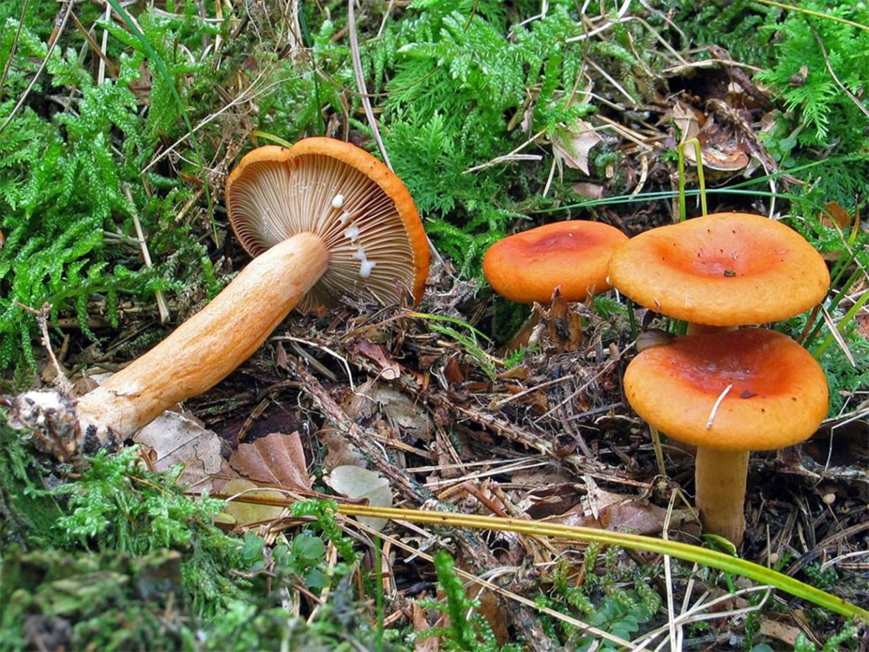 Млечник неедкий