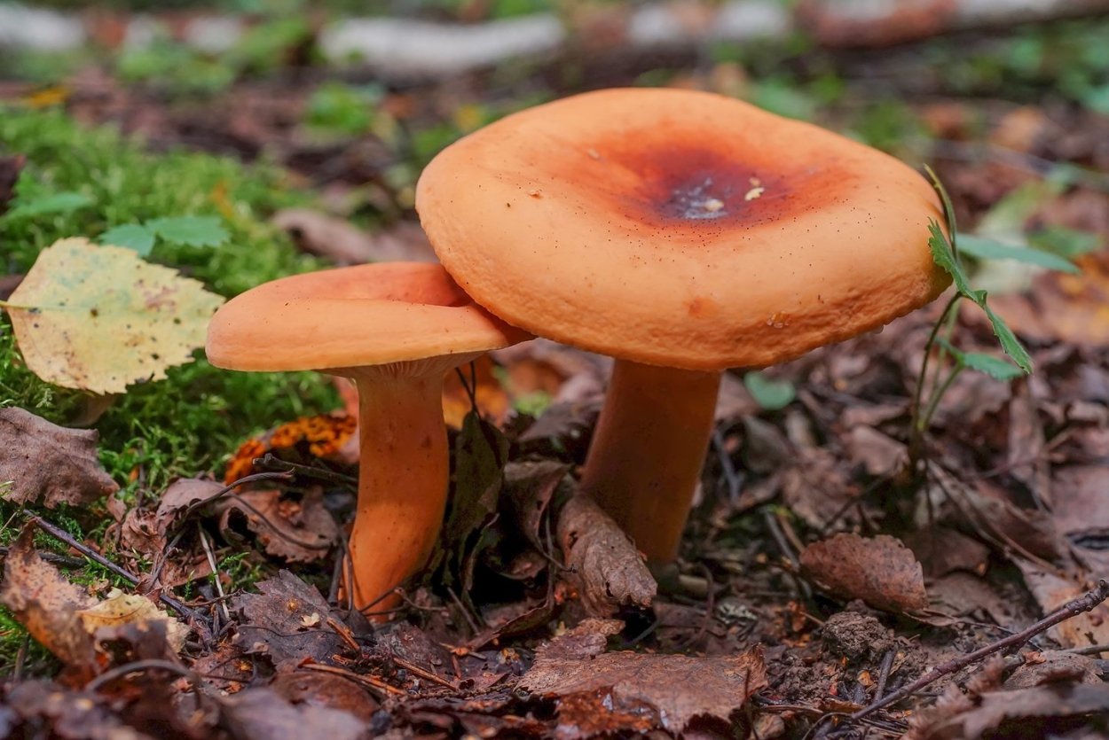 Lactarius aurantiacus
