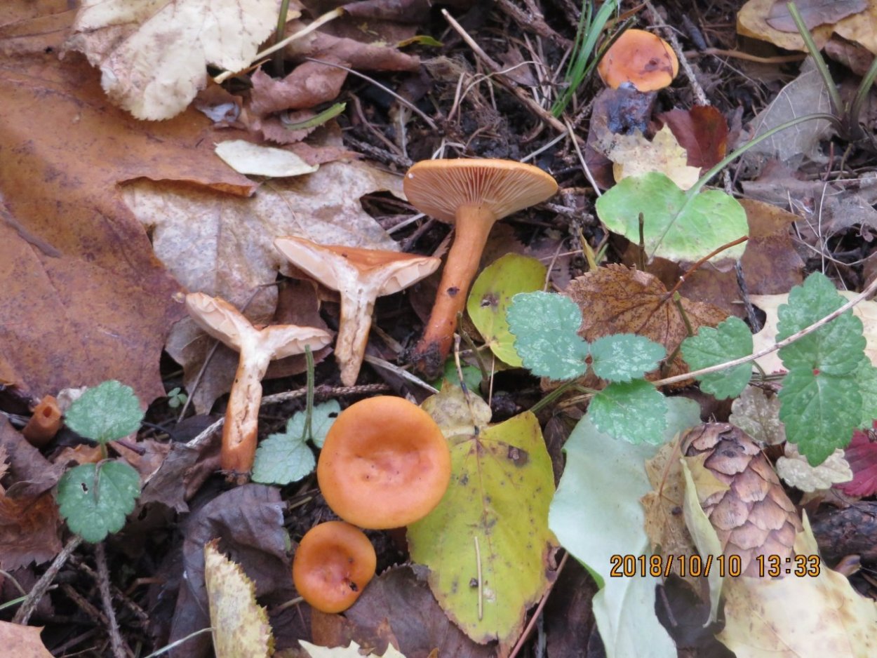 Млечник гриб рыжий