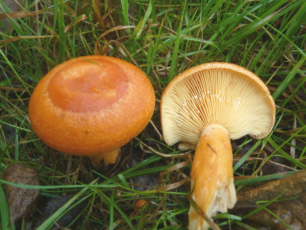 Млечник сладковатый на срезе