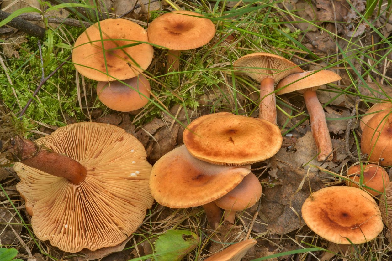 Паутинник коричный (Cortinarius cinnamomeus)