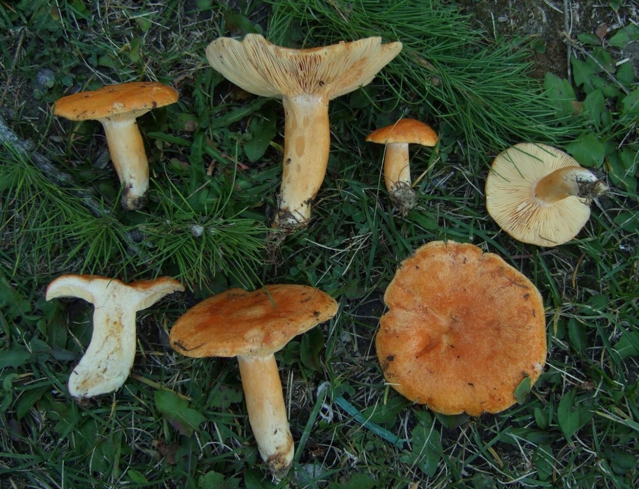 Млечник неедкий гриб