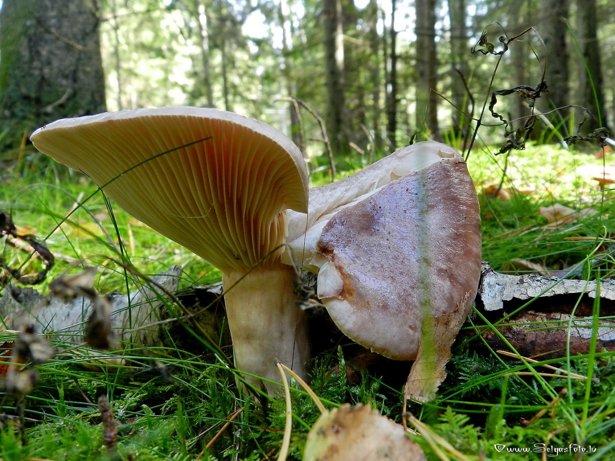 Hygrocybe punicea