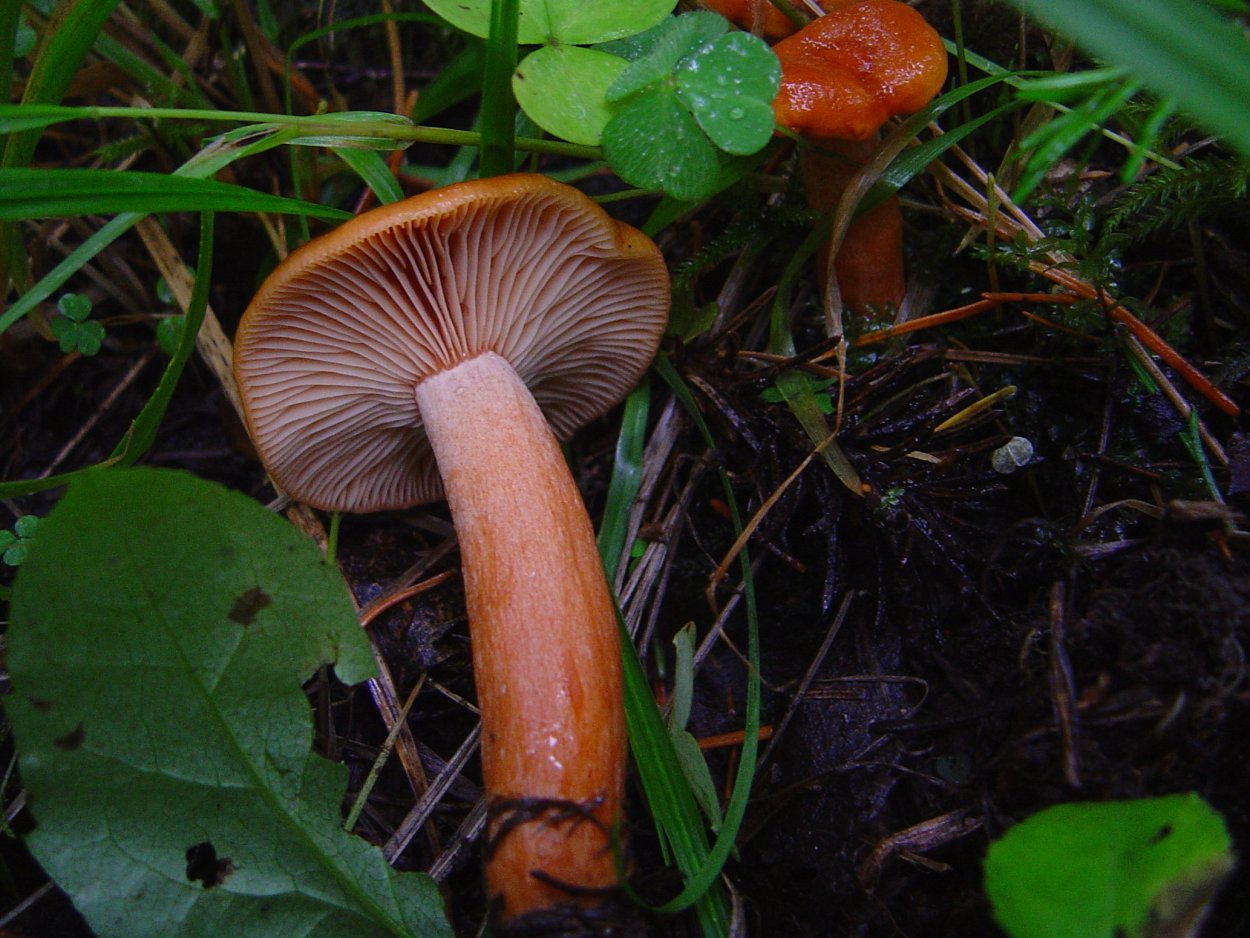 Lactarius mitissimus