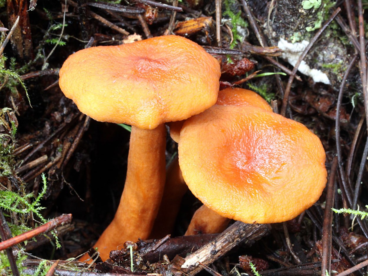 Lactarius aurantiacus