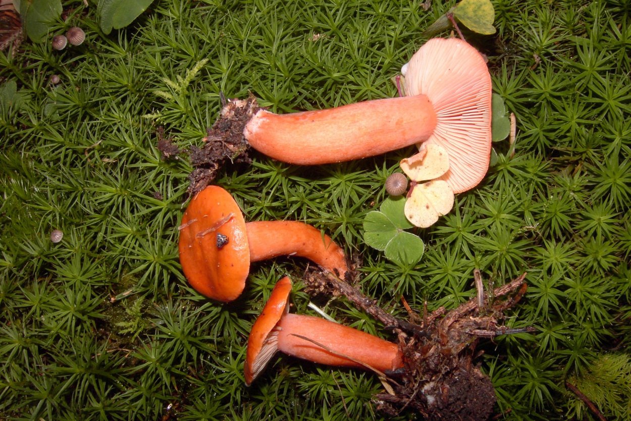 Млечник Грабовый