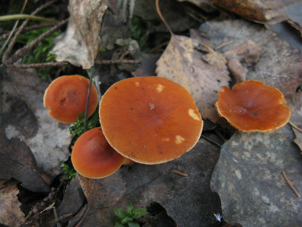 Lactarius aurantiacus