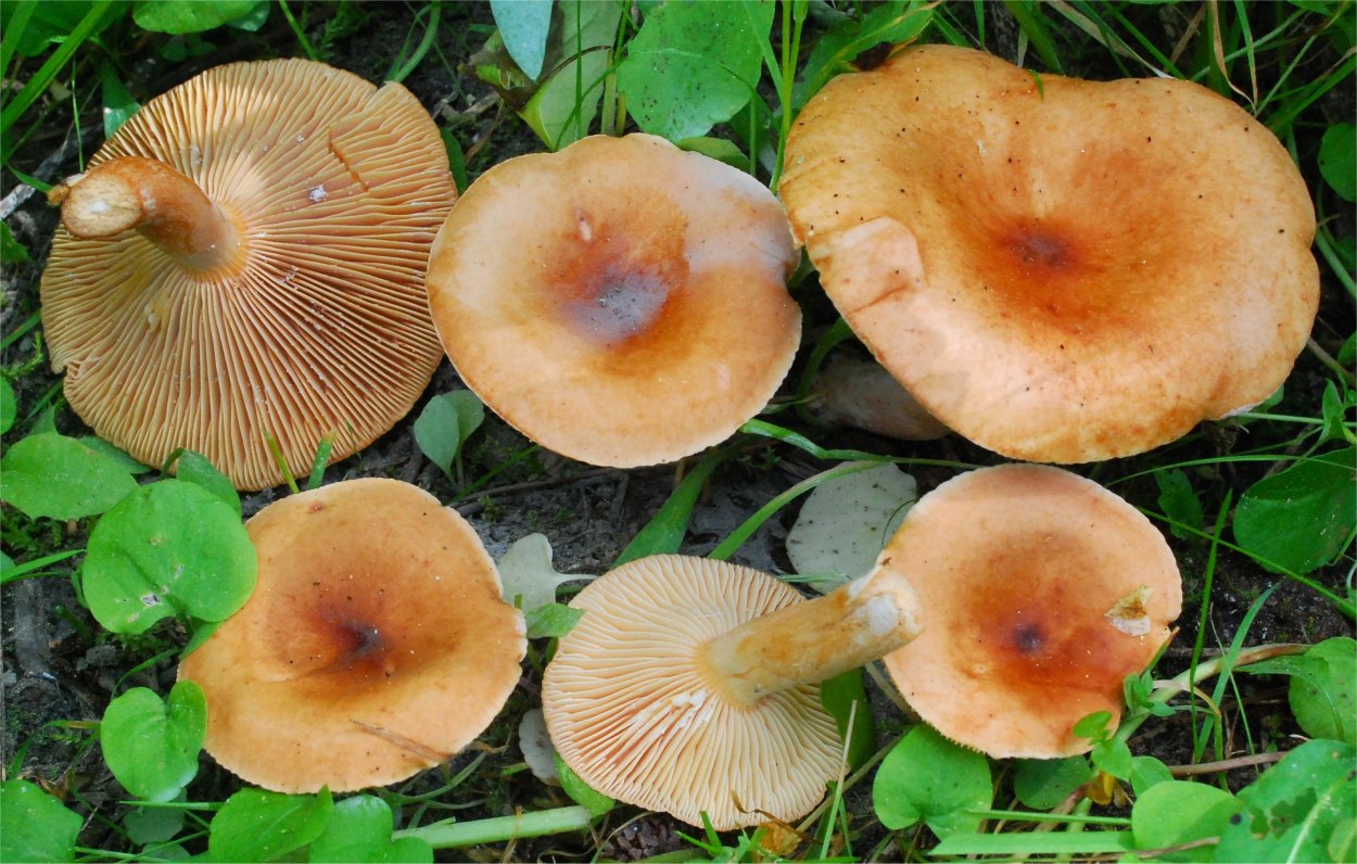 Млечник древесинный грибы