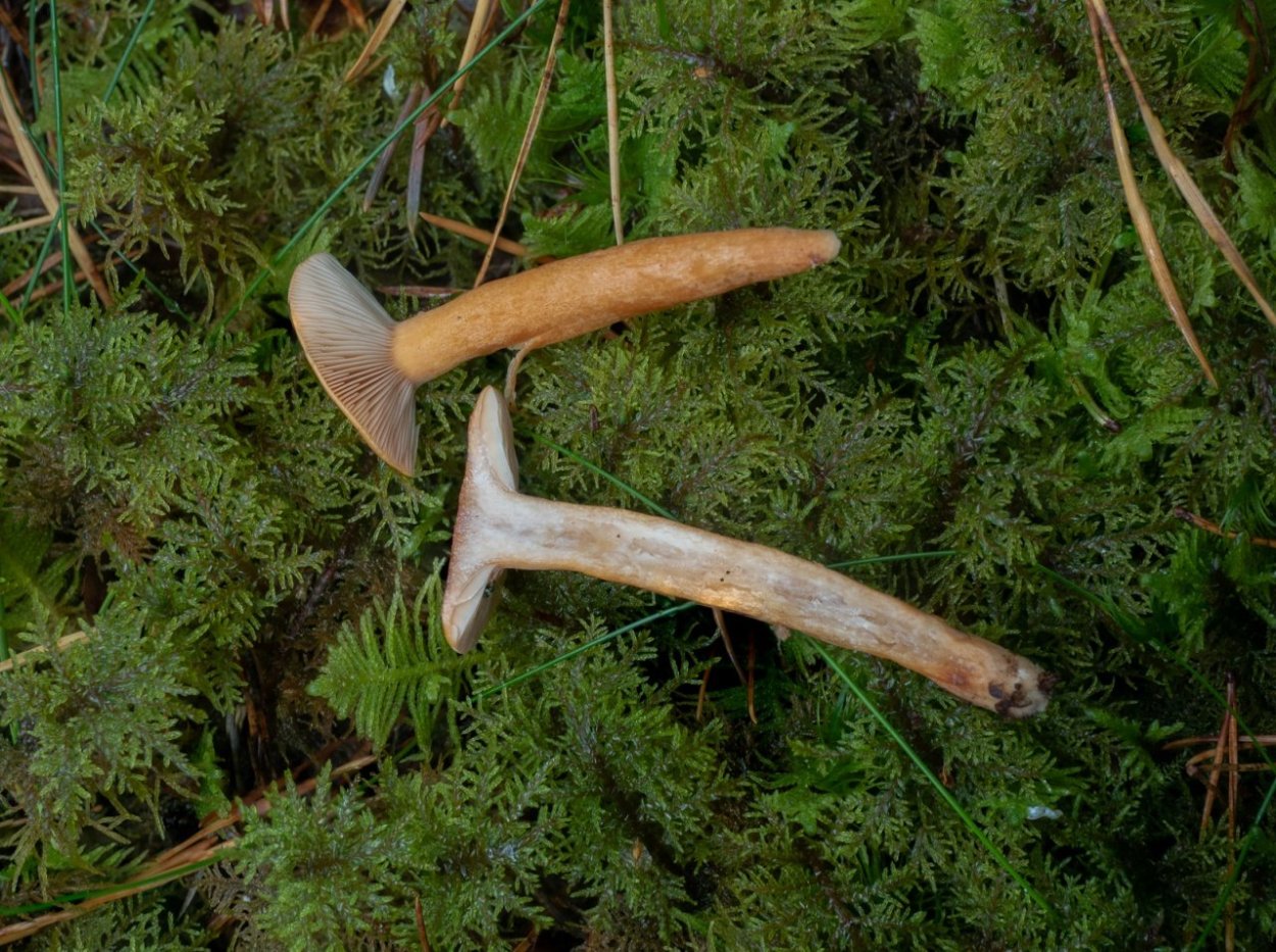 Лаковица гриб