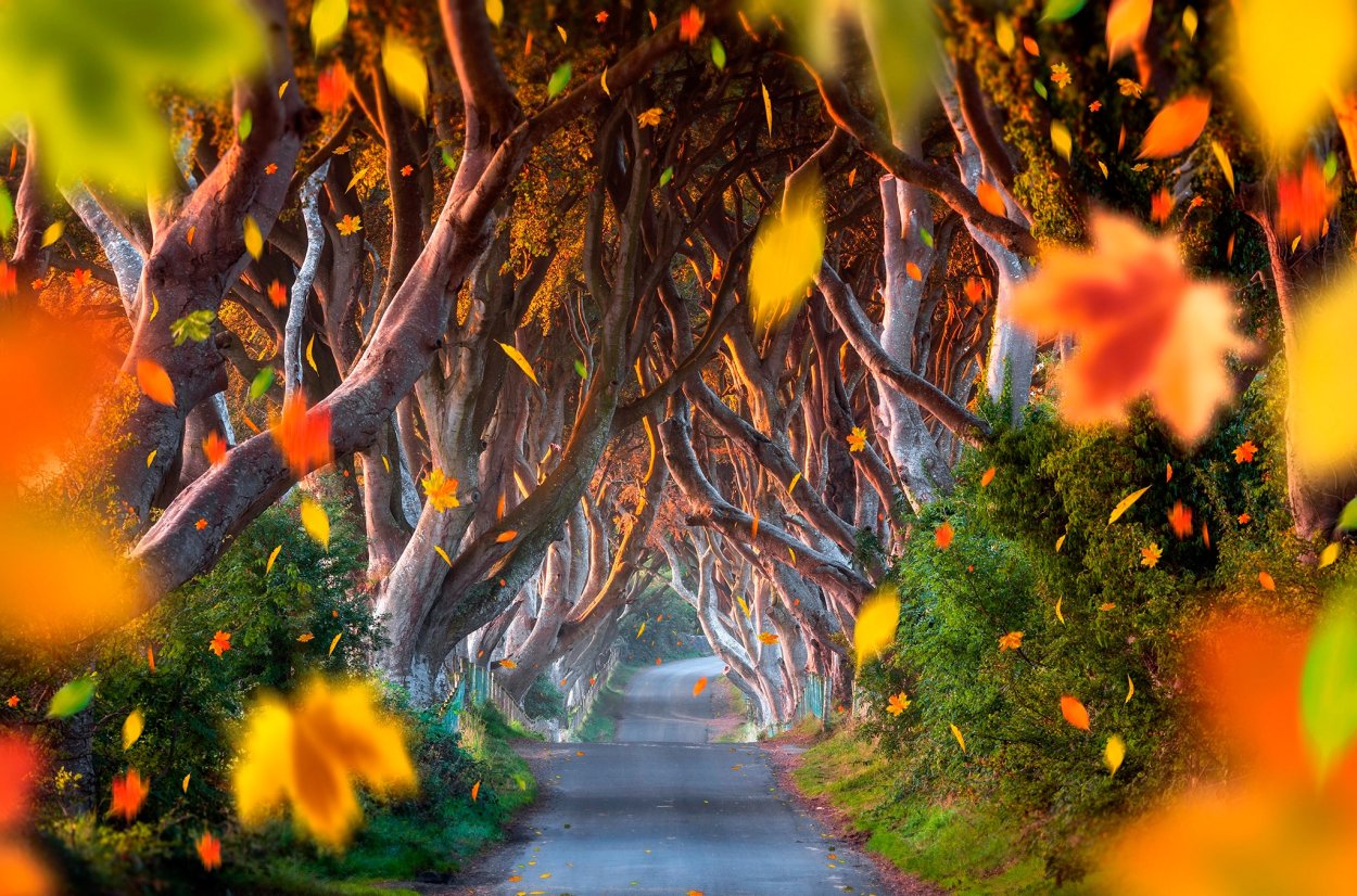 Сказочный осенний лес