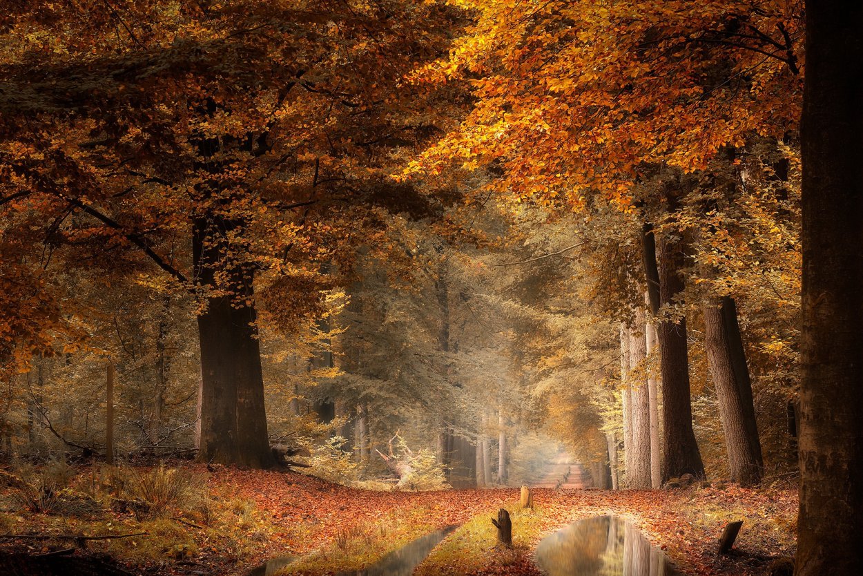 Сток осенний лес