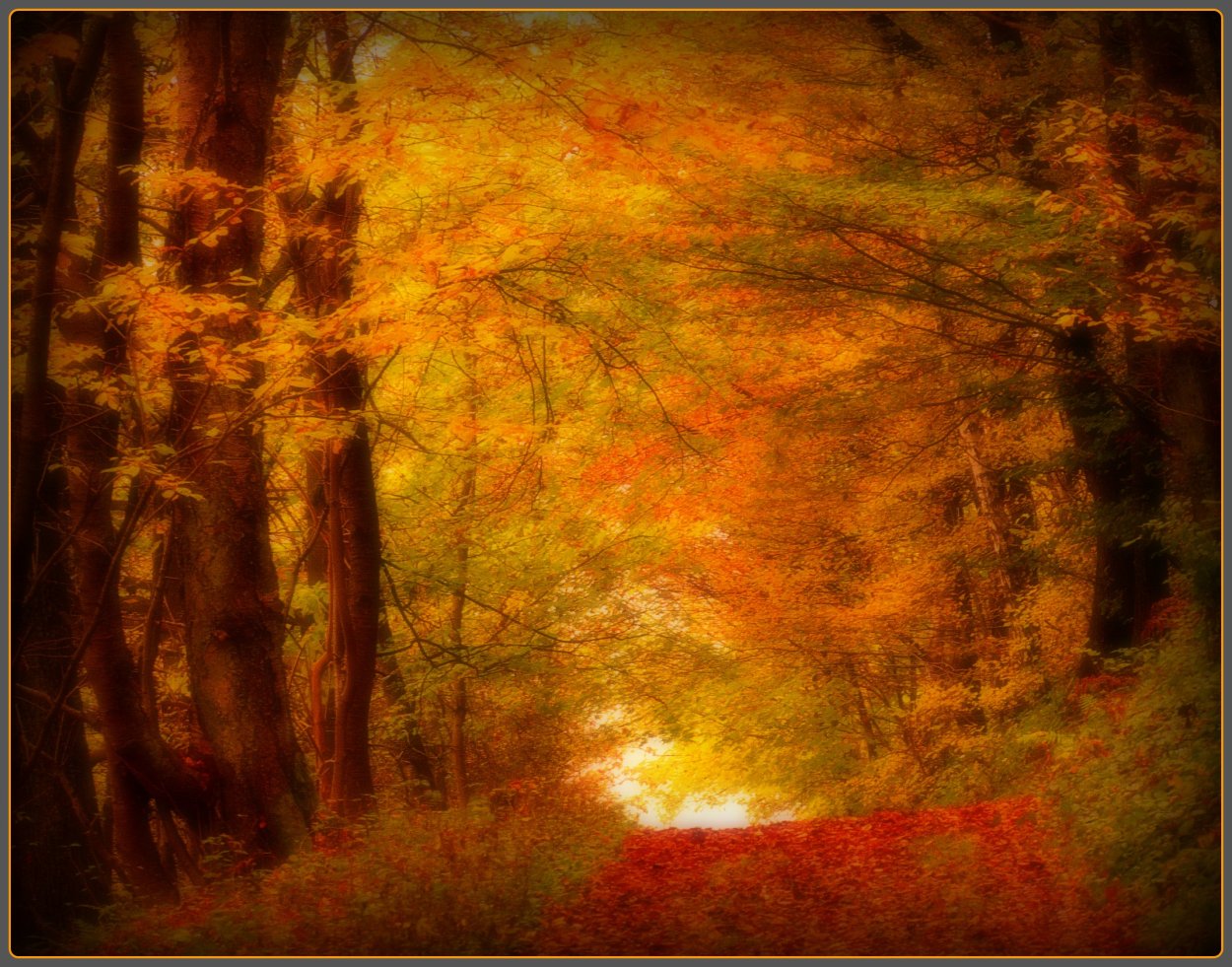 Волшебный осенний лес