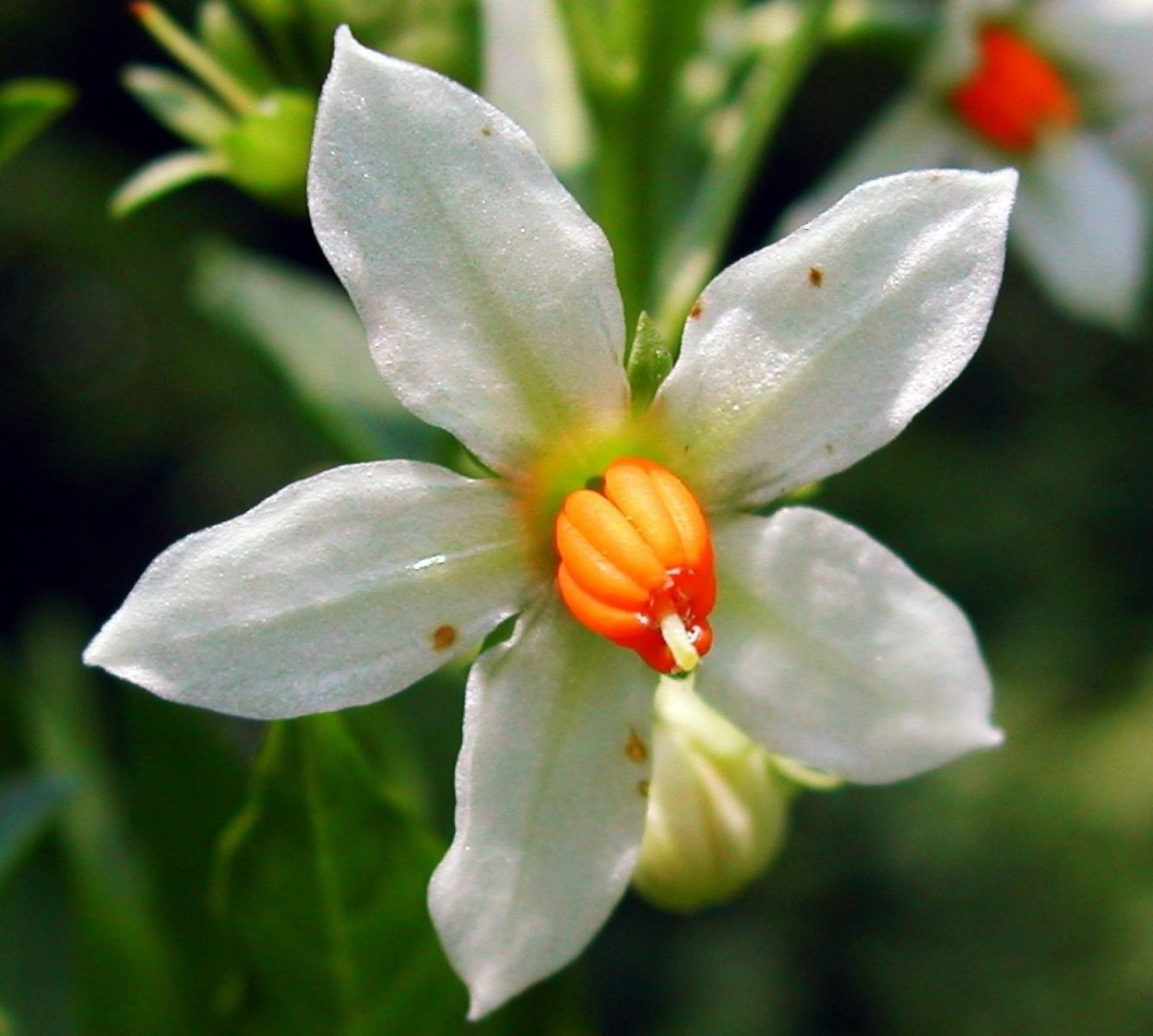 Ядовитые Пасленовые растения