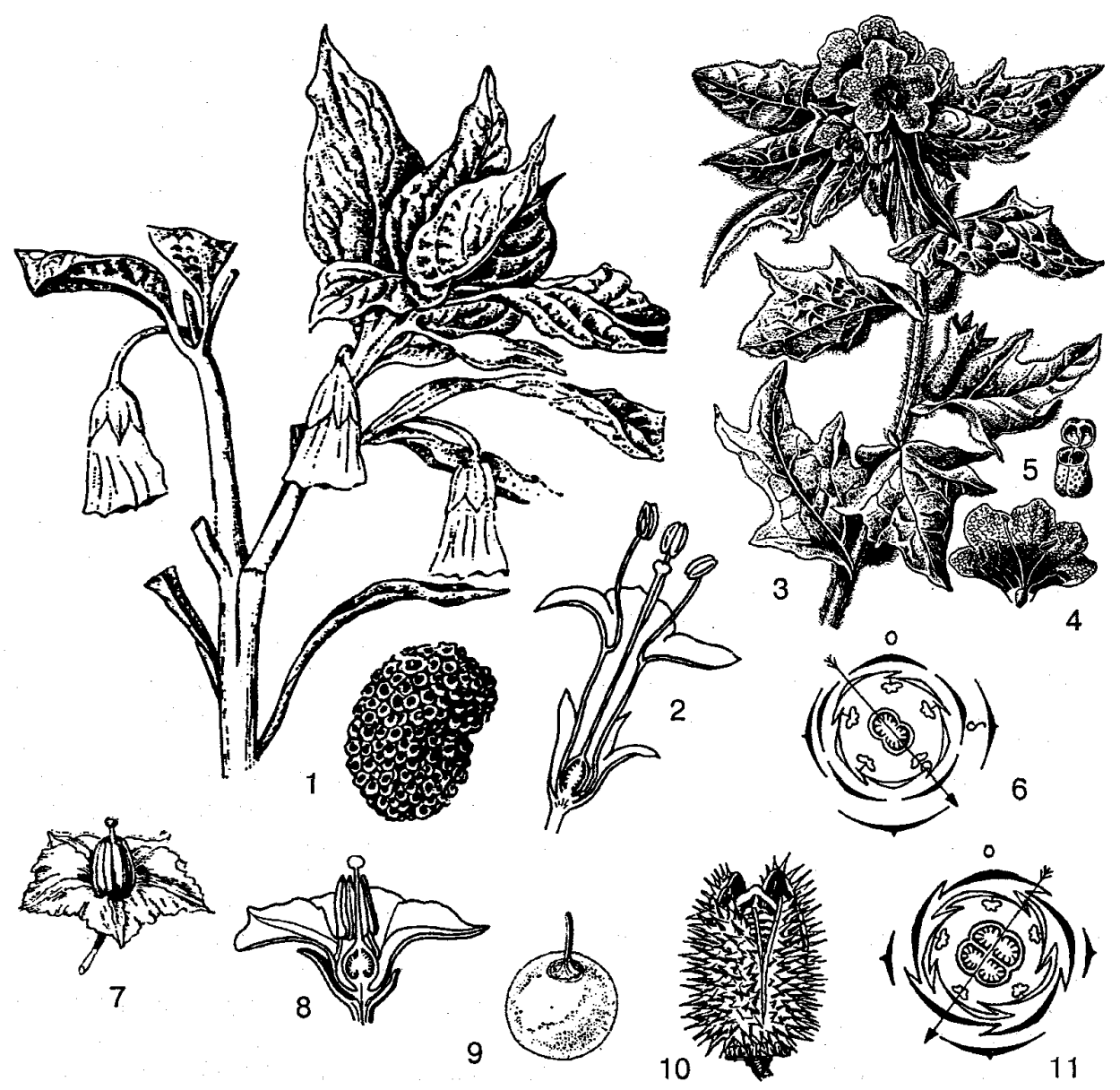 Solanaceae растения