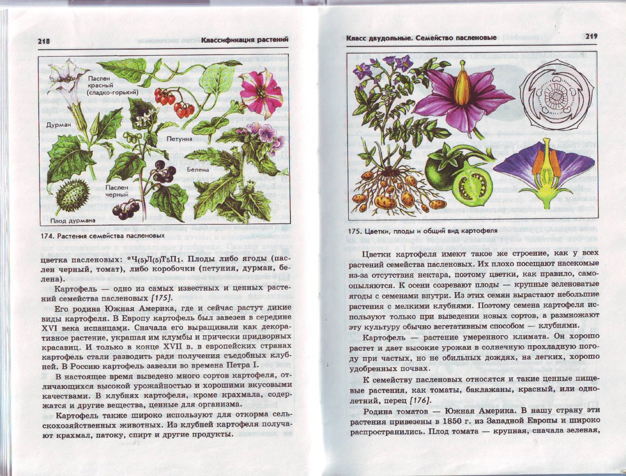 Дикие Пасленовые