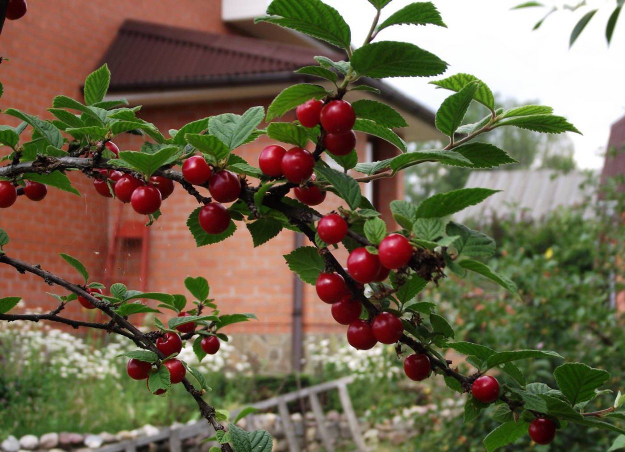 Вишня войлочная осенняя Вировская