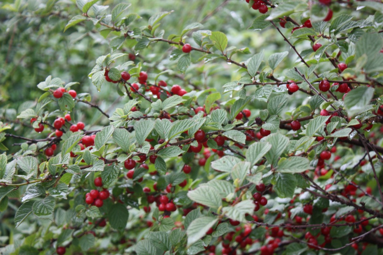 Вишня войлочная Аньдо