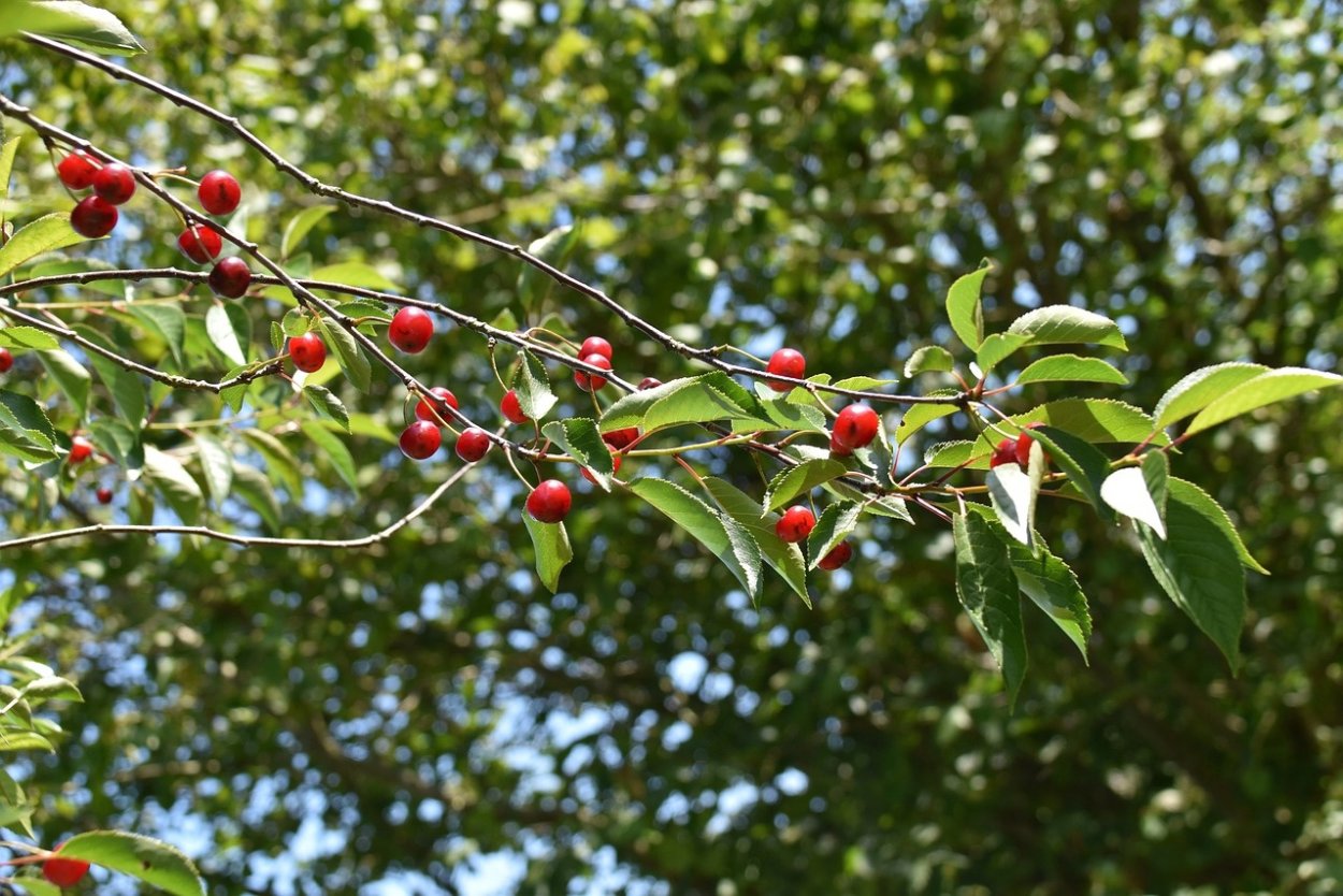 Вишня Максимовская кустарниковая