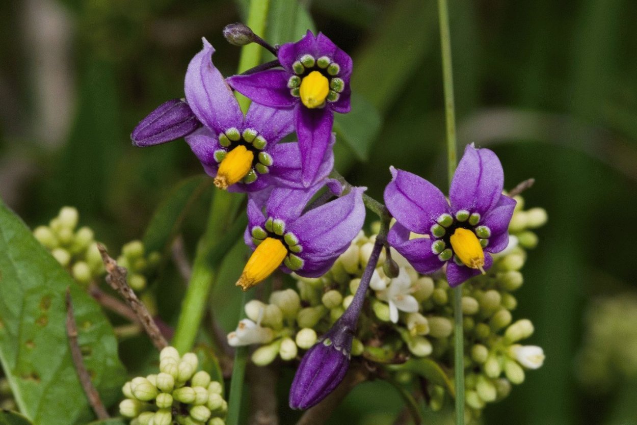 Ядовитые растения семейства пасленовых