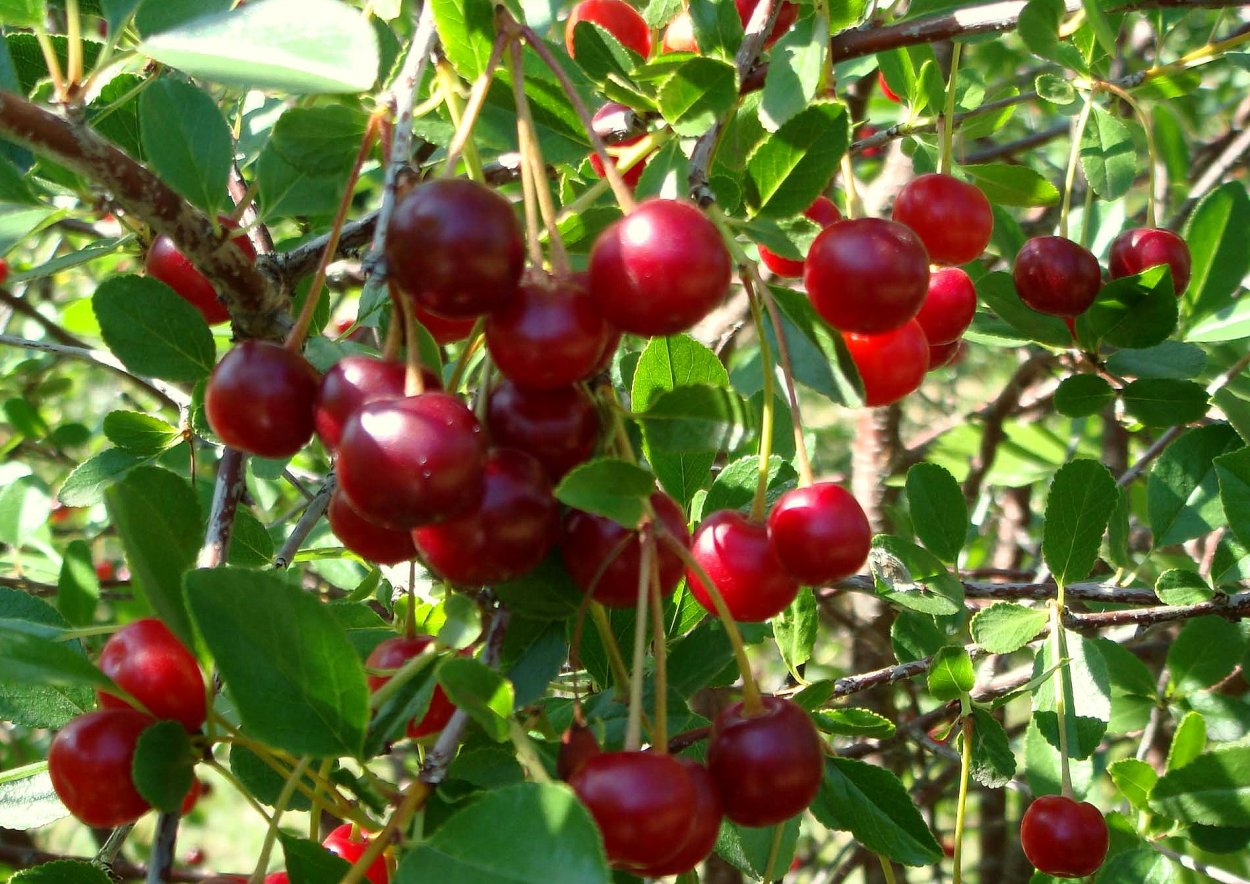 Вишня обыкновенная Любская