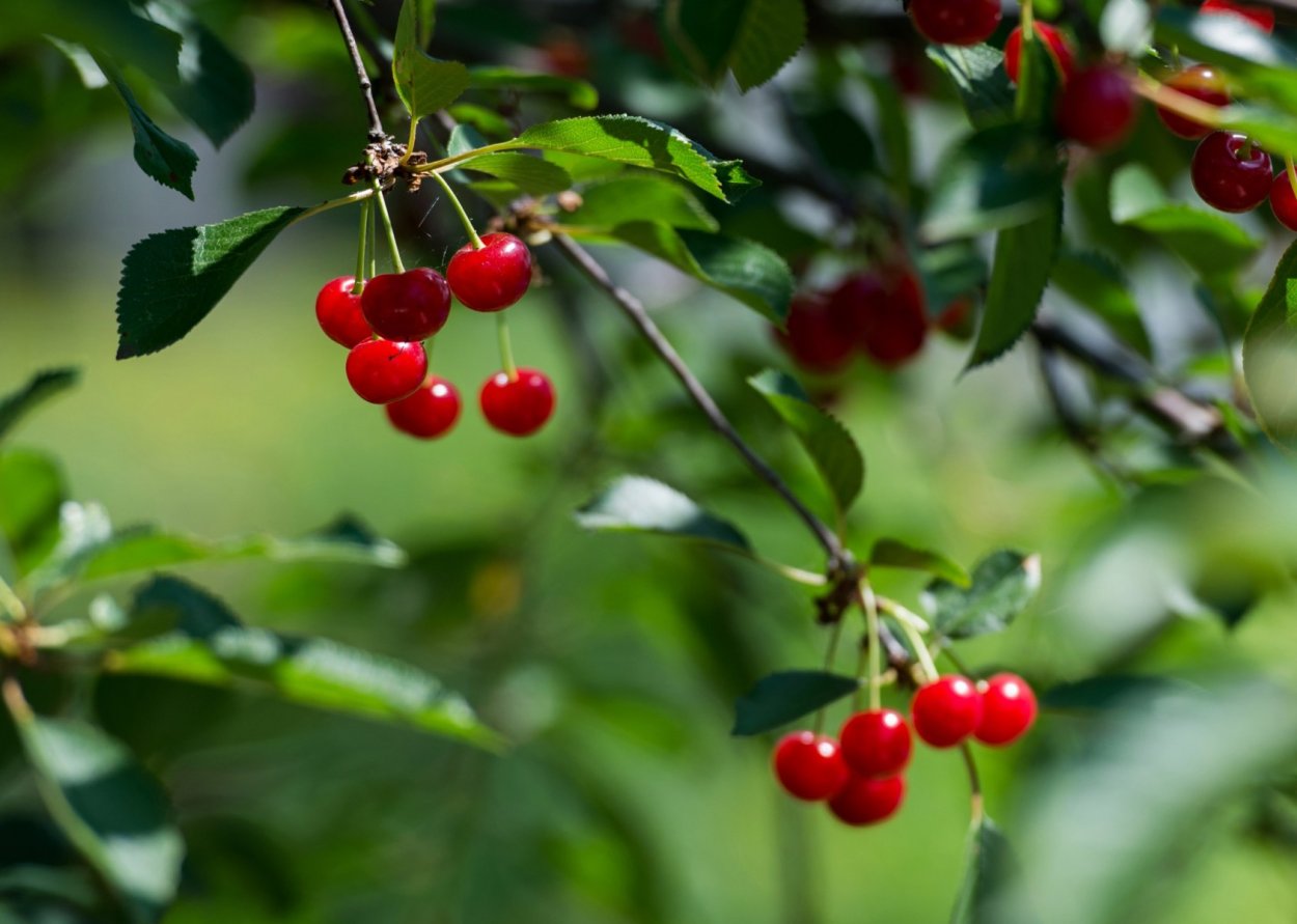 Вишня дичка