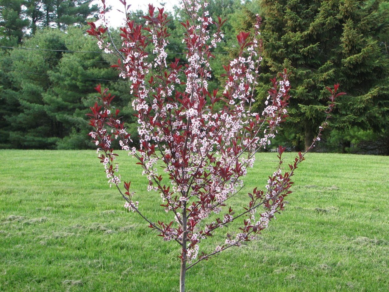 Слива цистена краснолистная