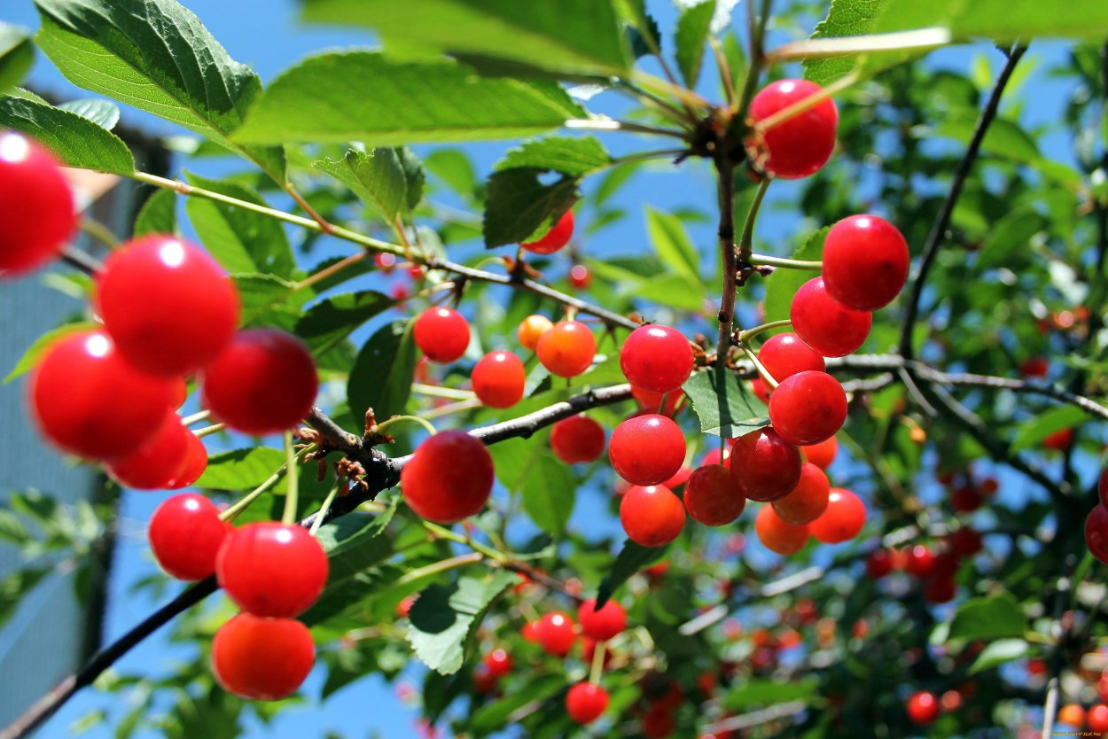 Вишня дерево