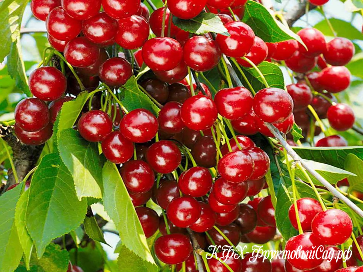 Вишня Шакировская