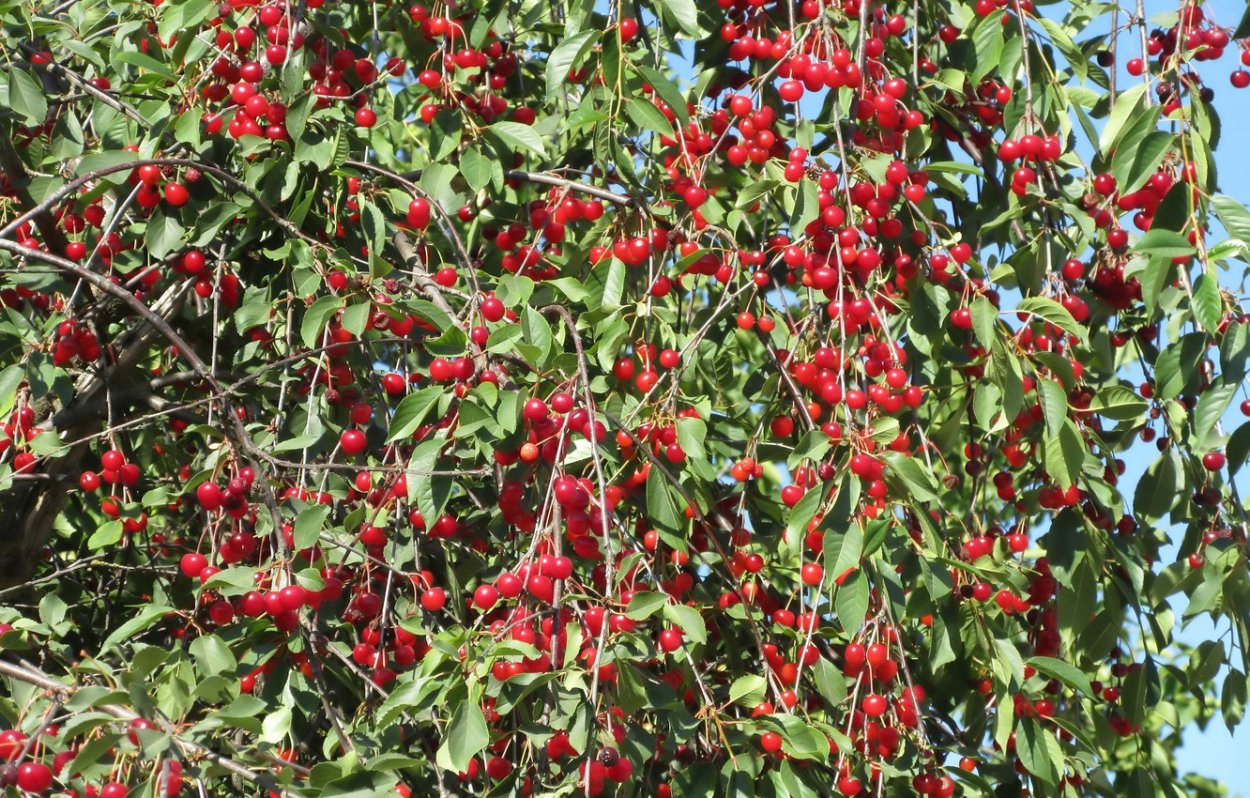 Вишня древовидная