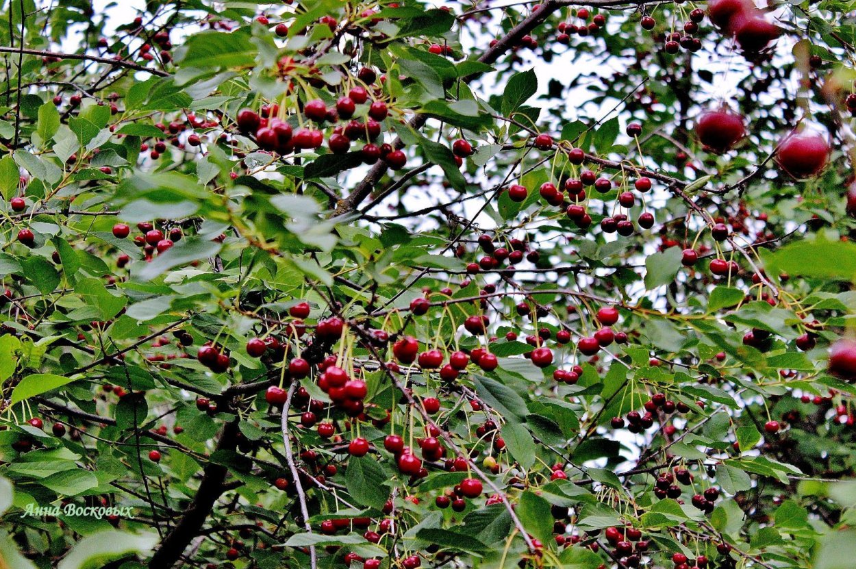 Вишня Владимирка