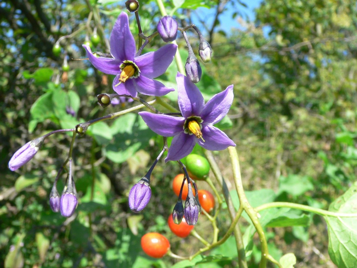 Ягода паслена сладко-Горького