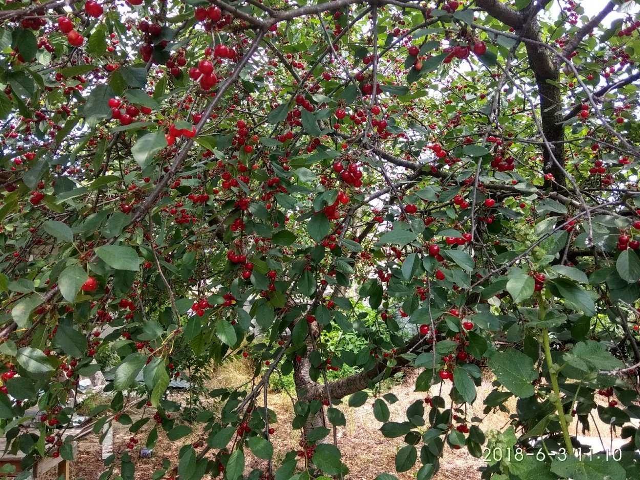 Черешня свитхарт дерево