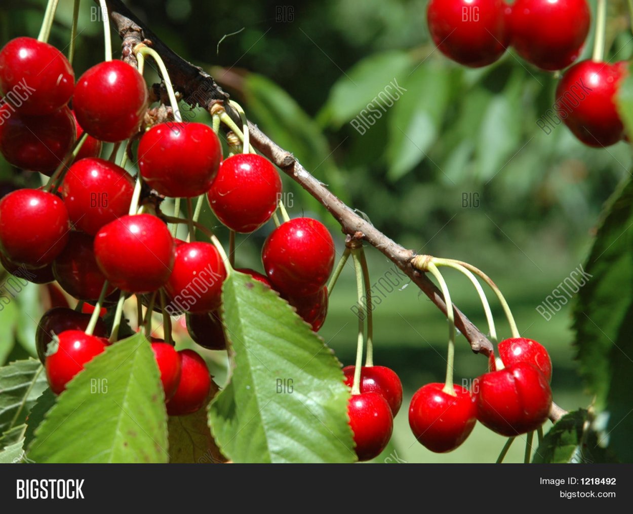 Вишня сорт Субботинская