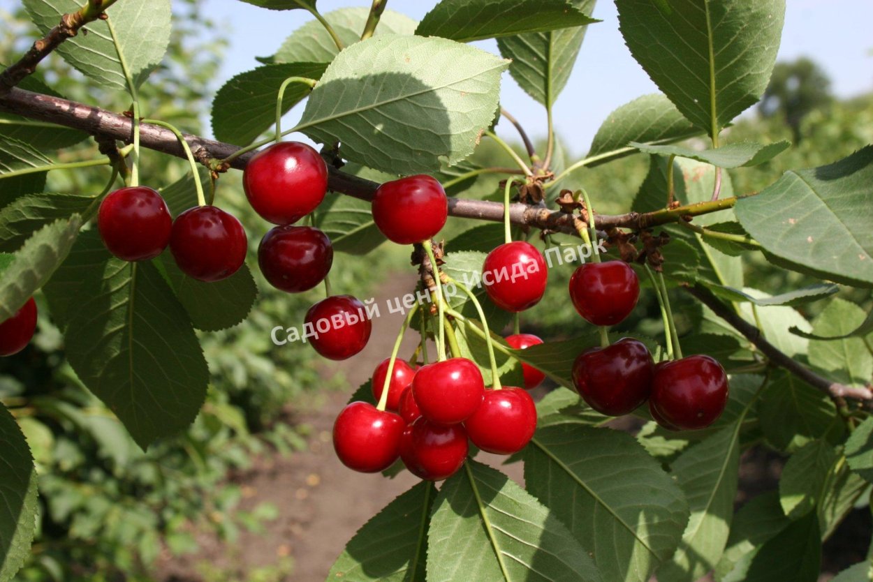 Вишня десертная Морозовой