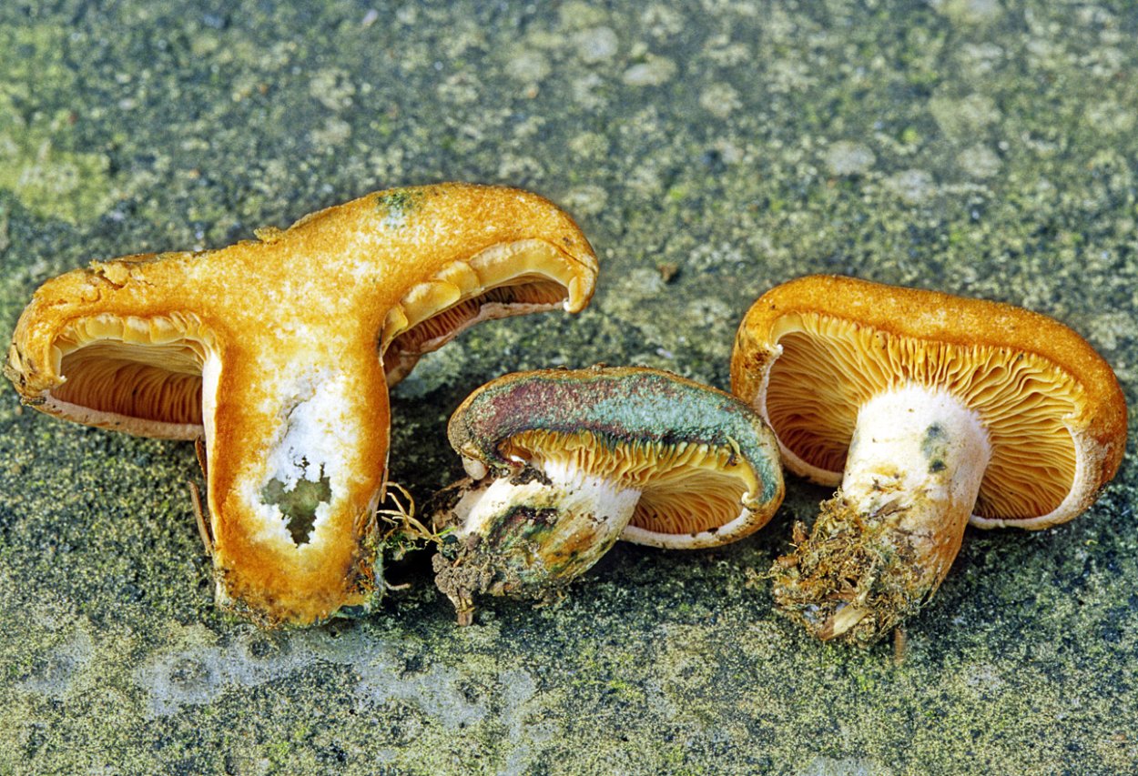 Подмолочник молочай гриб