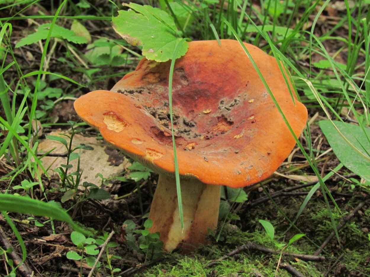 Подорешник Сахалинский гриб