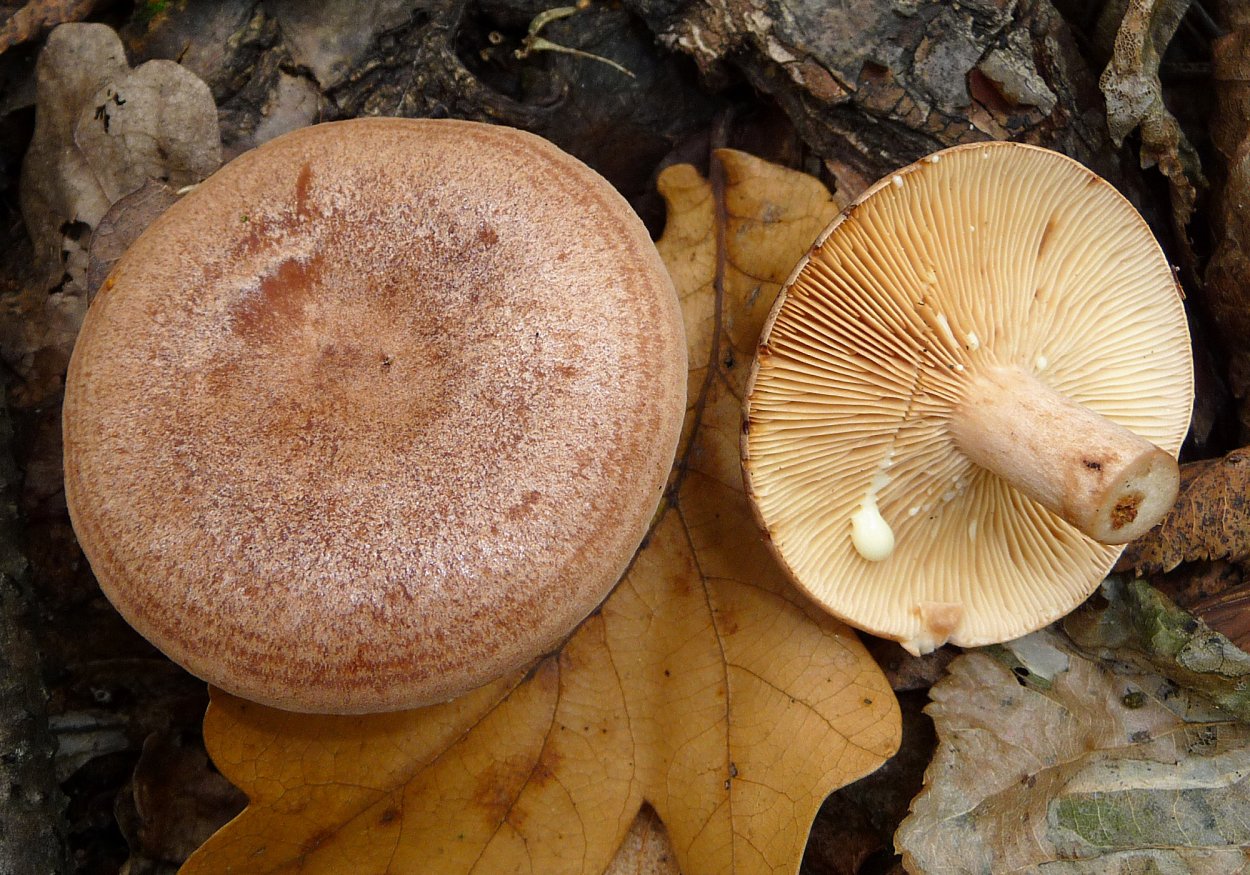 Lactarius volemus подмолочник