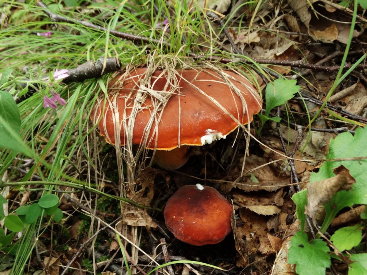 Молочай или подмолочник