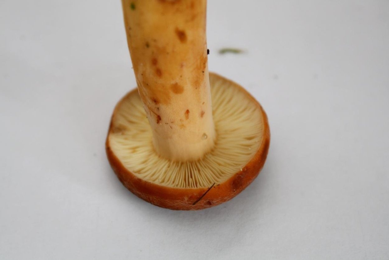 Подорешник гриб