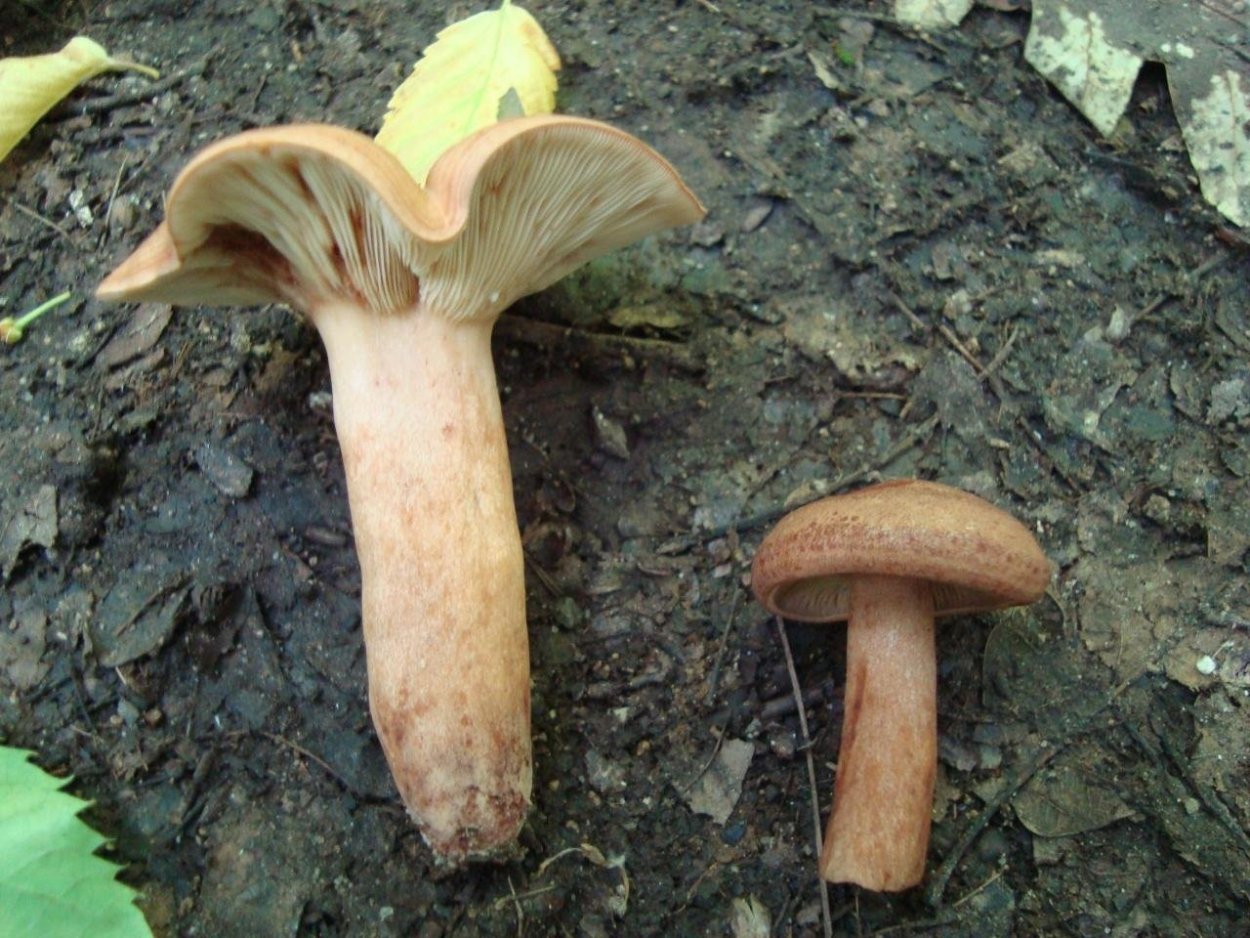 Млечник дубовый гриб